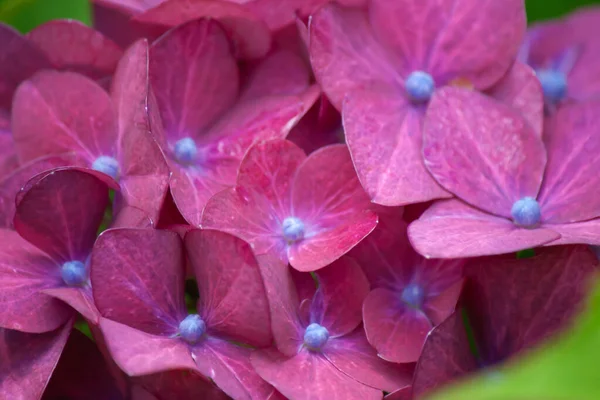 Tiro Ángulo Alto Cabezas Flores Hortensia Con Pétalos Rosados —  Fotos de Stock