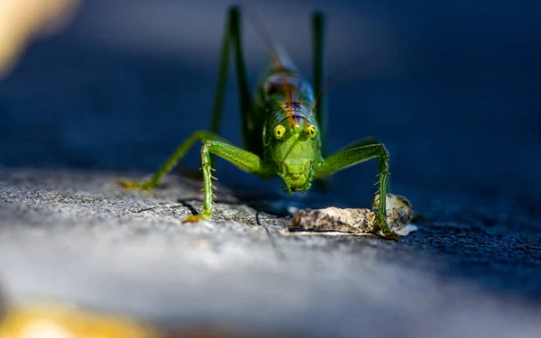 Ένα Πορτραίτο Ενός Great Green Bush Κρίκετ Tettigonia Viriddissima Κοιτάζοντας — Φωτογραφία Αρχείου