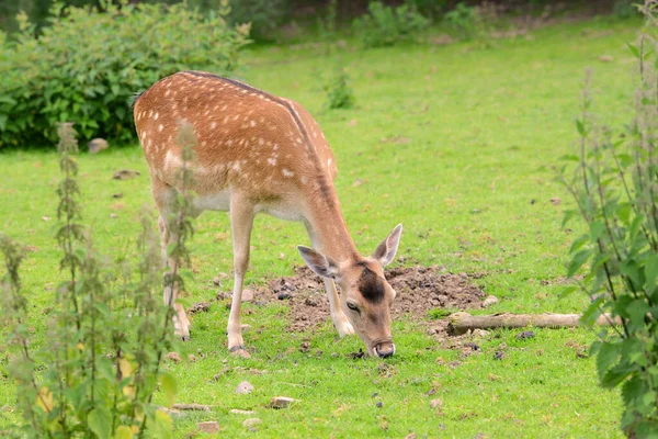 一只雌鹿正在捕食的特写镜头 — 图库照片