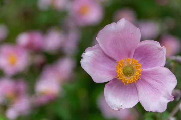 Fioletowe Kwiaty Zamazanym Tłem — Zdjęcie stockowe