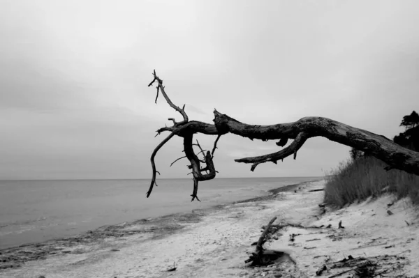 ビーチで損傷した木の黒と白のショット — ストック写真