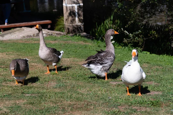 Gros Plan Quatre Belles Oies Dans Jardin — Photo