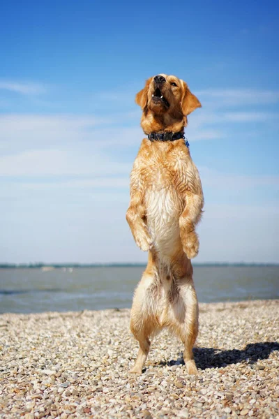 Seekor Anjing Retriever Emas Yang Menggemaskan Bermain Pantai Pada Hari — Stok Foto