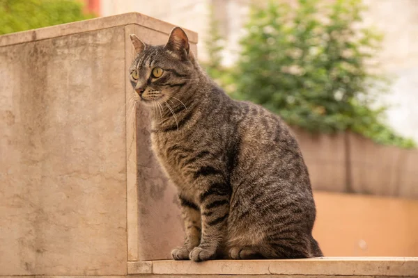 발코니에 고양이의 — 스톡 사진