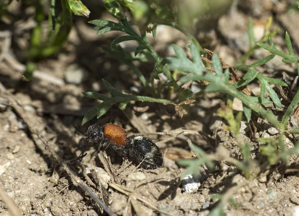 Una Hembra Sin Alas Physetopoda Halensis Una Avispa Parecida Una — Foto de Stock