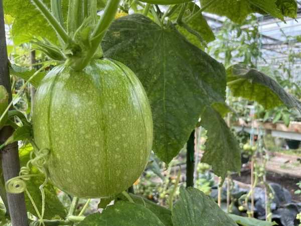 Närbild Grön Pumpa Som Växer Växthuset Jordbruk — Stockfoto