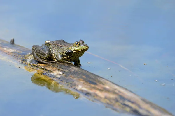 在池塘的原木上拍到一只美国牛蛙的特写镜头 — 图库照片