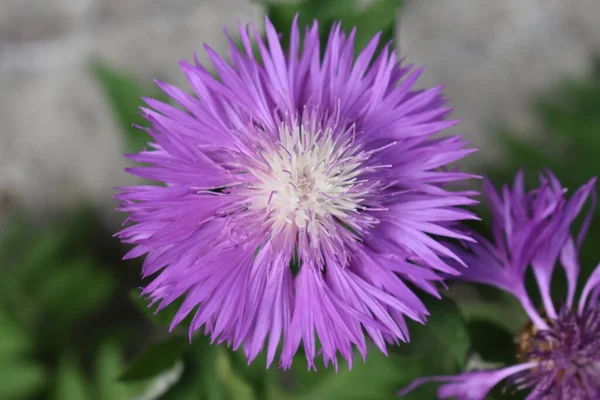 美丽的紫色波斯玉米花的顶视图 — 图库照片