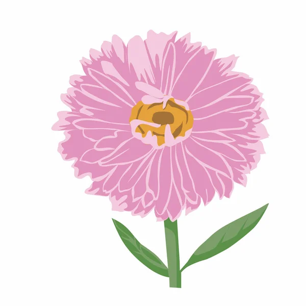 Een Aster Bloem Kleur Clip Art Ontwerp — Stockfoto