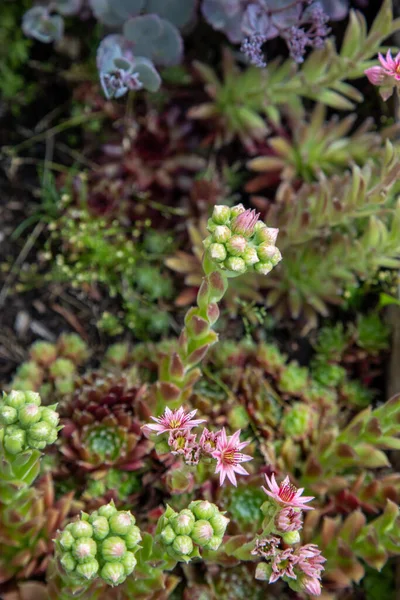 ピンクの花の垂直選択的焦点ショット Sempervivum Tercum花 — ストック写真