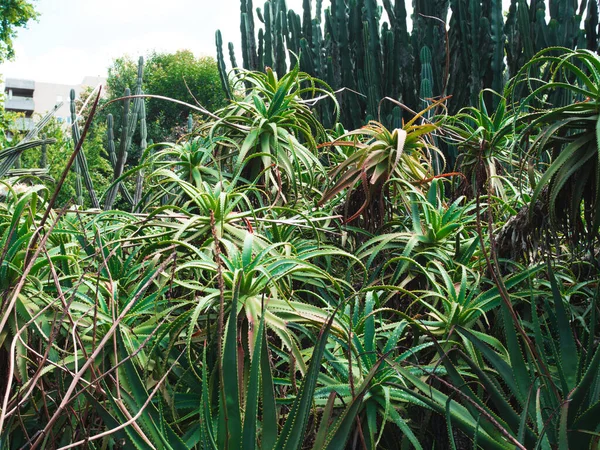 葡萄牙波尔图植物园的一丛丛茂密的植物 — 图库照片