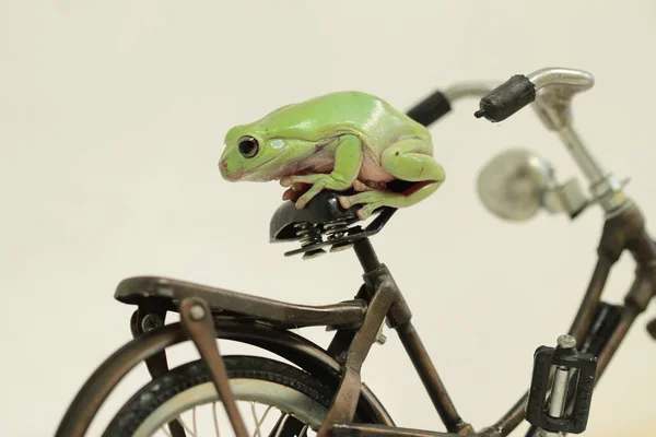 Una Pequeña Rana Sentada Bicicleta Con Fondo Borroso —  Fotos de Stock