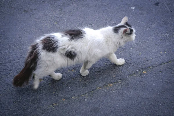 Μια Κοντινή Φωτογραφία Μιας Λευκής Γάτας Μαύρους Λεκέδες Περπατά Στο — Φωτογραφία Αρχείου