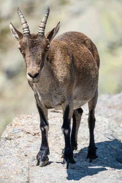 Tiro Vertical Close Ibex Ibérico Sobre Uma Superfície Rochosa Dia — Fotografia de Stock