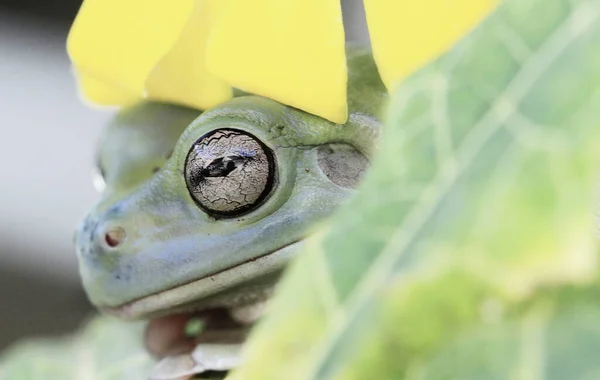 잎사귀 개구리의 — 스톡 사진