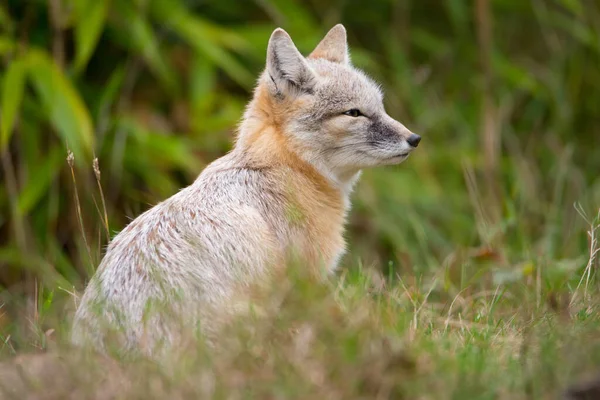 Closeup Beautiful Corsac Fox Sitting Grass Forest — Stock Photo, Image