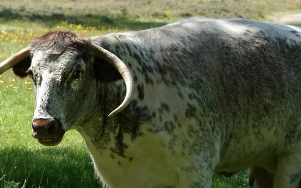 Primer Plano Una Vaca Blanca Con Manchas Verdes Cuernos Largos — Foto de Stock