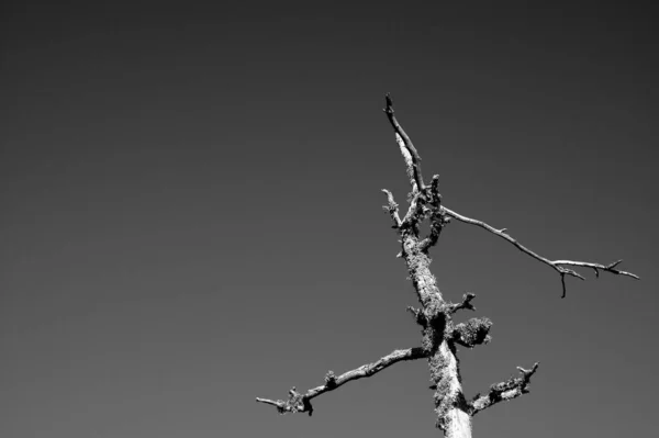 Una Foto Blanco Negro Árbol Dañado Sobre Fondo Cielo Claro —  Fotos de Stock