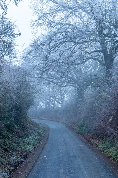 Road Going Trees Foggy Winter Forest — Stock Photo, Image