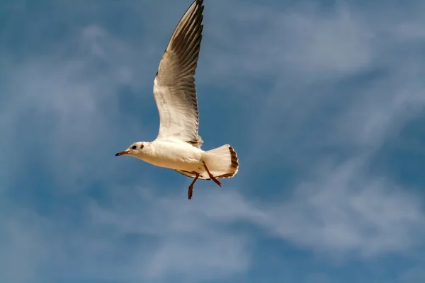 Mavi Gökyüzünde Süzülen Beyaz Bir Martıya Yakın Çekim — Stok fotoğraf