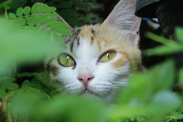 Eine Weiß Orangefarbene Katze Mit Gelben Augen Und Einem Klugen — Stockfoto