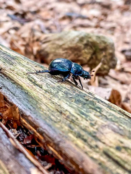 森林甲虫的特写镜头森林甲虫坐在腐烂的木头上的特写镜头 — 图库照片