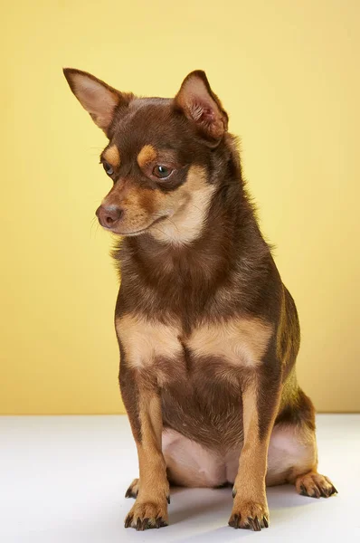 Närbild Bild Brun Söt Sitter Chihuahua Gul Bakgrund Tittar Ner — Stockfoto