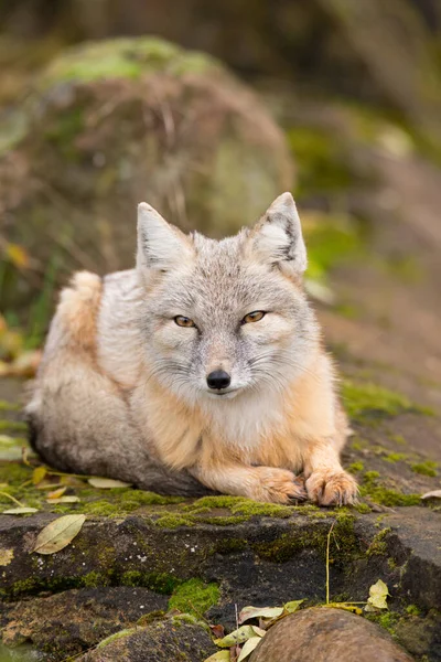 森の中に寝そべっている美しいコサックの狐の視線 — ストック写真