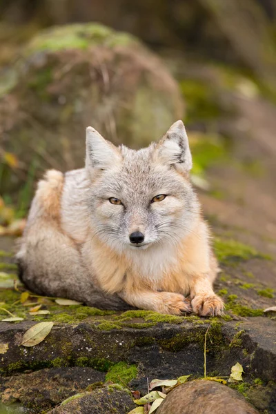 Een Blik Van Een Mooie Corsac Vos Liggend Het Bos — Stockfoto