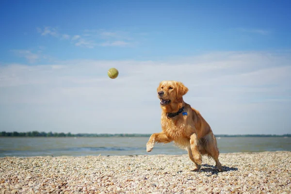 Seekor Anjing Retriever Emas Yang Menggemaskan Bermain Pantai Pada Hari — Stok Foto