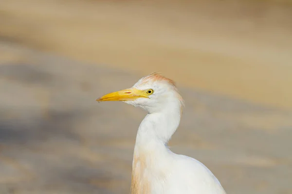 Selective Focus Shot Cattle Egret Outdoors Daylight — Stock Photo, Image