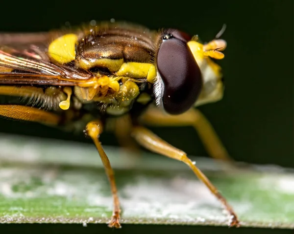 Een Close Shot Van Een Insect — Stockfoto