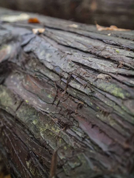 Vertical Shot Wooden Tree Texture Blurred Background — Stock Photo, Image