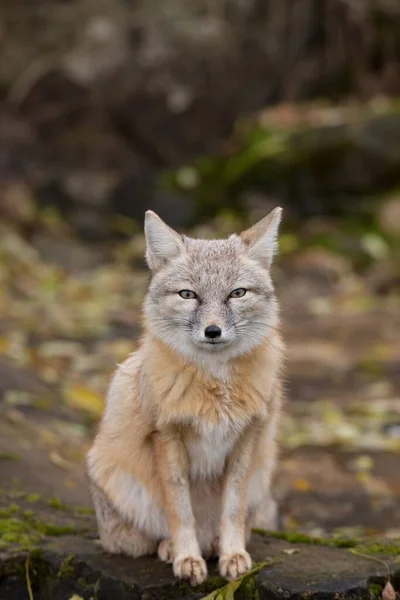 Vertical Closeup Corsac Fox Forest — Stock Photo, Image