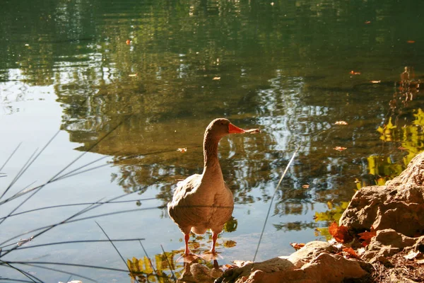 Eine Gans Ufer Des Anna Sees Valencia Spanien — Stockfoto