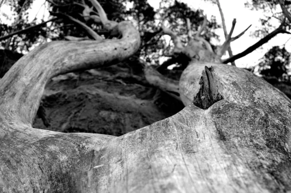 Μια Ασπρόμαυρη Φωτογραφία Ενός Κατεστραμμένου Δέντρου Στο Δάσος — Φωτογραφία Αρχείου