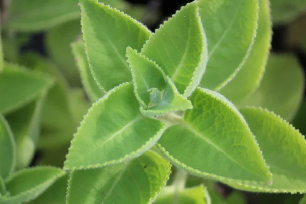 Tiro Enfoque Selectivo Hierbas Boldo Creciendo Jardín — Foto de Stock