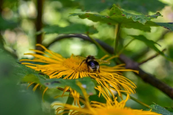 Eine Nahaufnahme Einer Honigbiene Beim Nektarsammeln Auf Gelben Blüten Von — Stockfoto