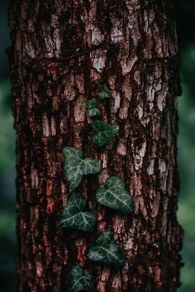 Colpo Verticale Albero Ricoperto Edera — Foto Stock