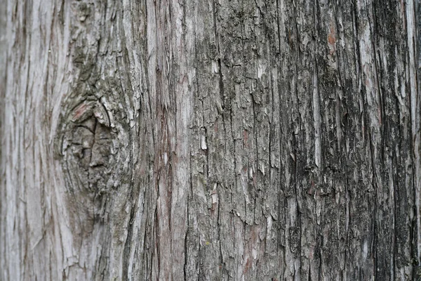 Gros Plan Une Texture Écorce Arbre — Photo