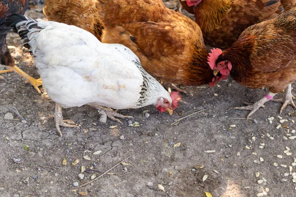 Csirkék Szelektív Fókusza Egy Vidéki Gazdaságban — Stock Fotó