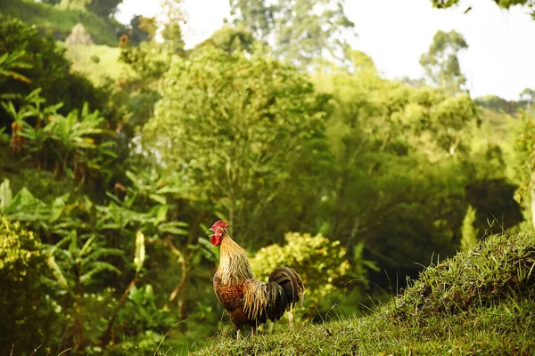 Rooster Walking Field — Stock Photo, Image