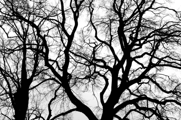 Μια Ασπρόμαυρη Φωτογραφία Γυμνά Δέντρα Καθαρό Φόντο Στον Ουρανό — Φωτογραφία Αρχείου