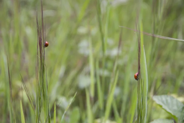 Yeşil Bitkiler Üzerinde Uğur Böceklerinin Yakın Plan Çekimi — Stok fotoğraf