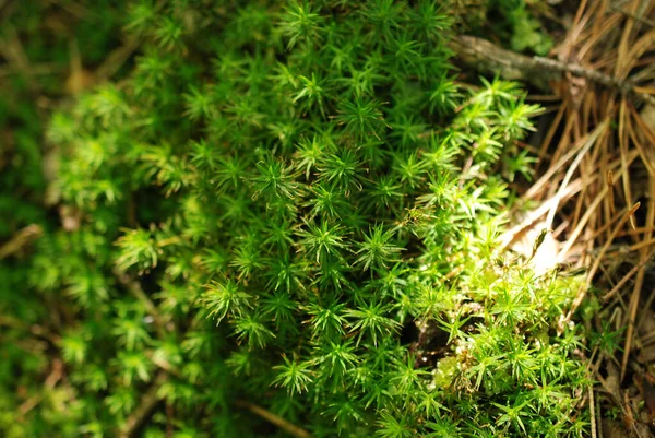 Een Close Shot Van Polytrichum Groeiend Het Bos — Stockfoto