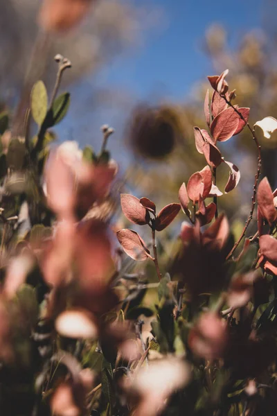 Μια Επιλεκτική Φωτογραφία Κόκκινα Φύλλα Στο Δέντρο Βατόμουρο — Φωτογραφία Αρχείου
