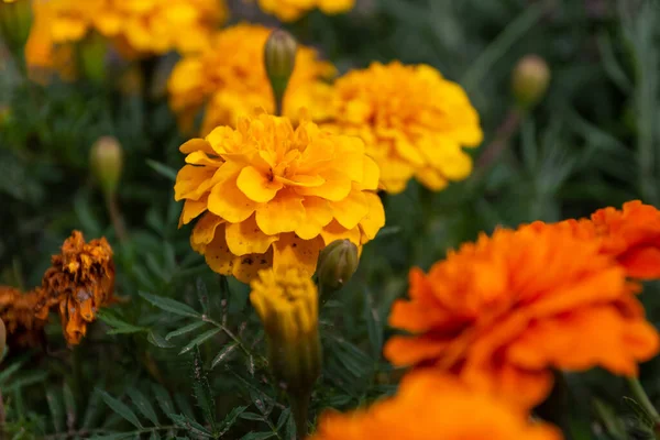 ดอกไม นหล งเบลอ มองจากด านบน — ภาพถ่ายสต็อก