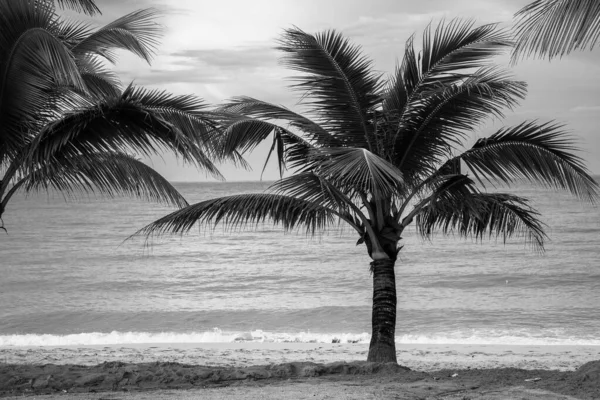 Uma Imagem Tons Cinza Pequenas Palmeiras Crescendo Praia Para Fundos — Fotografia de Stock