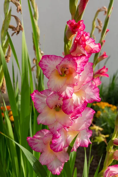 Flor Com Fundo Borrado Visto Cima — Fotografia de Stock