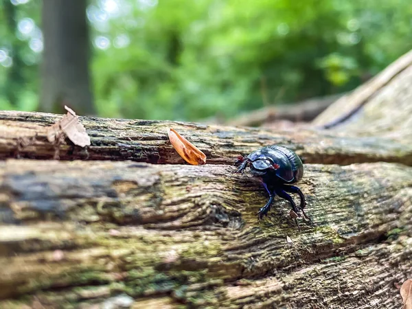 木の上に座っている森のカブトムシのクローズ — ストック写真